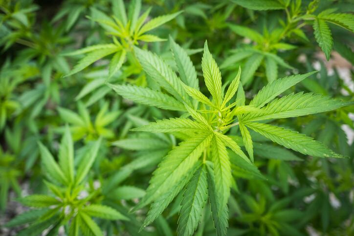 Study reveals antibiotic potential of cannabis compound 