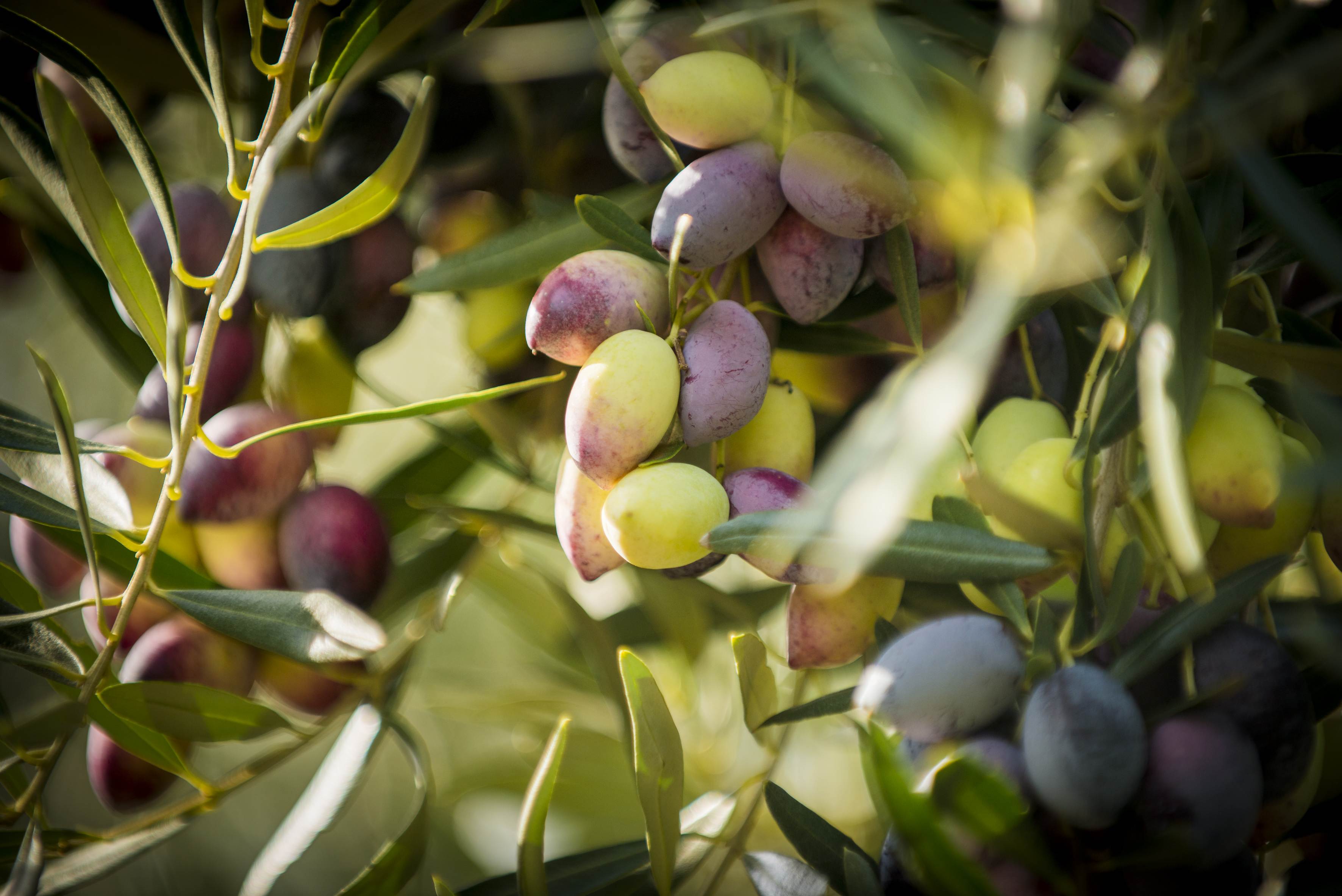 boundary-bend-olives.jpg