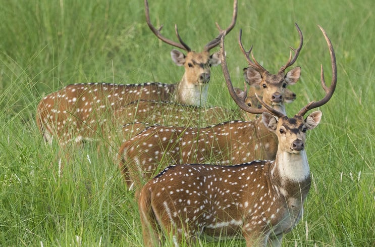 China and Vietnam focus: Japan’s kanpo specialist forays into sika deer glue ingredient export