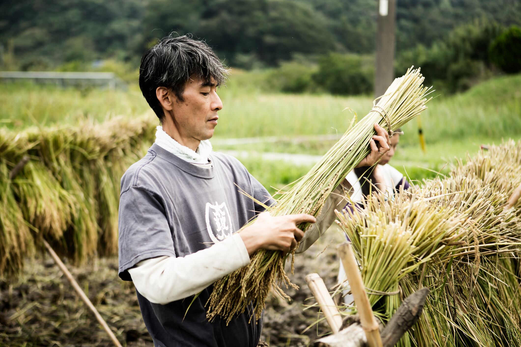 Rice response: Novel Thai formula could help lower insulin and glucose responses – RCT