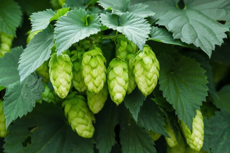 Hop help: Kirin’s mature hop bitter acid aids cognitive health in older adults -RCT