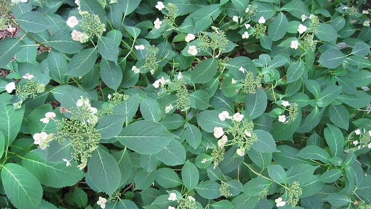 Korean-research-links-hydrangea-extract-to-beauty-from-within-properties.jpg