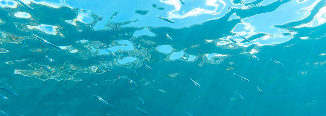 Sustainable-plant-based-Omega-3-EPA-and-DHA-from-non-marine-sources.jpg