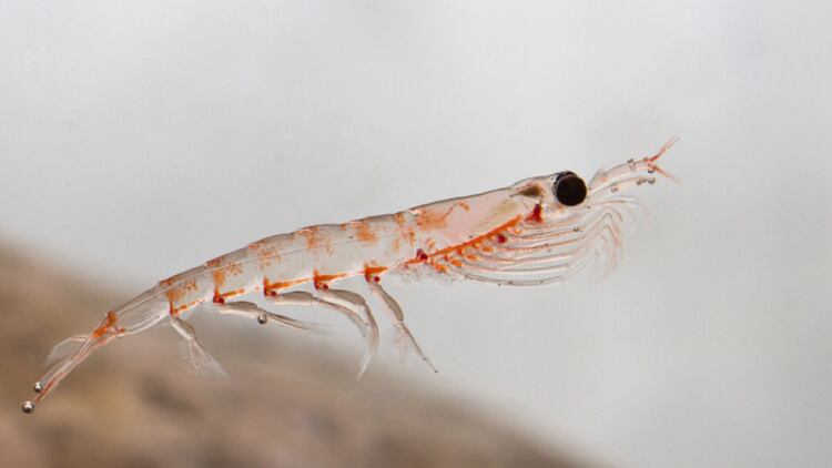 One-year-policy-South-Korea-requires-all-krill-oil-imports-to-be-proven-safe.png