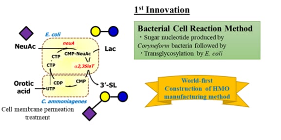Fig-4.-1st-innovation-hmo.png