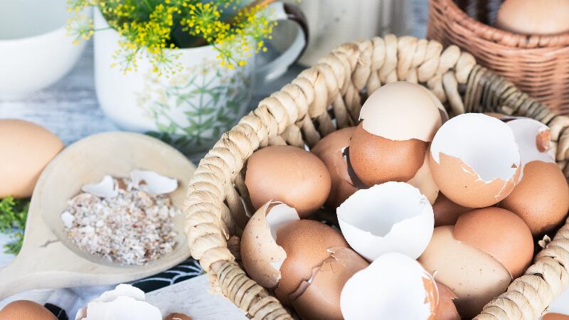 Ottogi-funded-study-shows-eggshell-and-vitamin-D-fortified-diets-could-prevent-bone-loss-in-postmenopausal-women.jpg