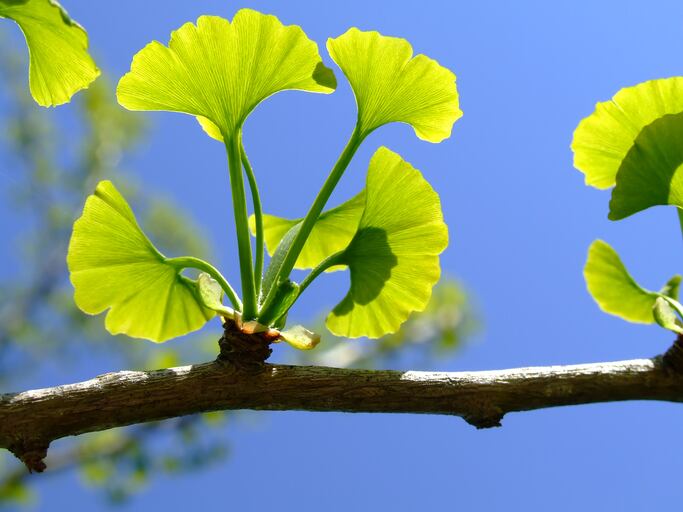 Ginkgo-biloba-pjelev-GettyImages-146806903.jpg