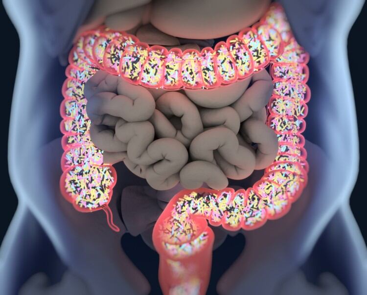 Killer findings: How microbiota-derived metabolites enhance immunity – Australian research
