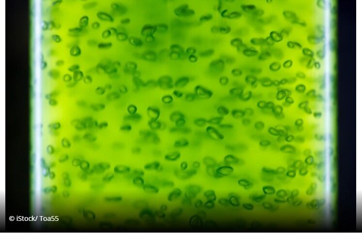 Microalgae makes case as a viable omega-3 alternative to fish, study concludes