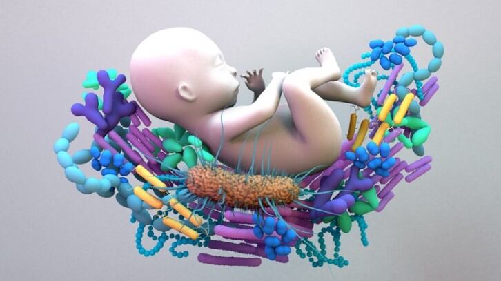 CSIRO explores barley grain effects in shaping babies' gut microbiota during weaning period 