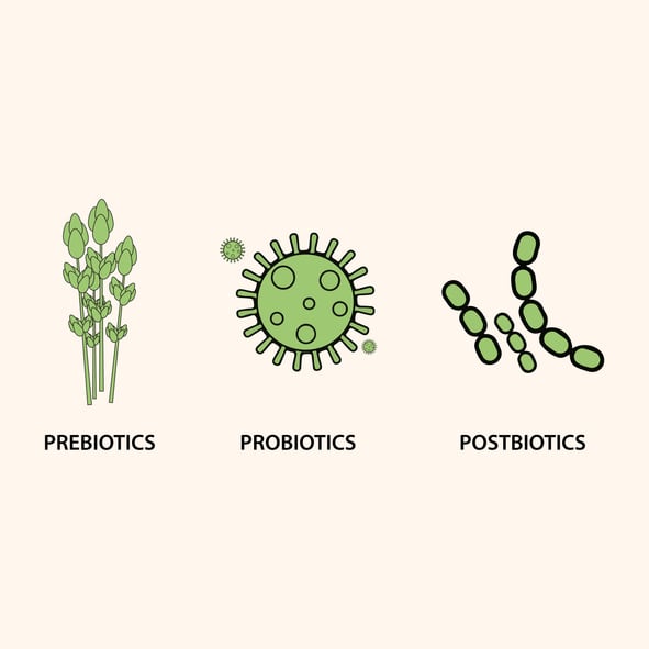 A picture illustrating prebiotics, probiotics and postbiotics.