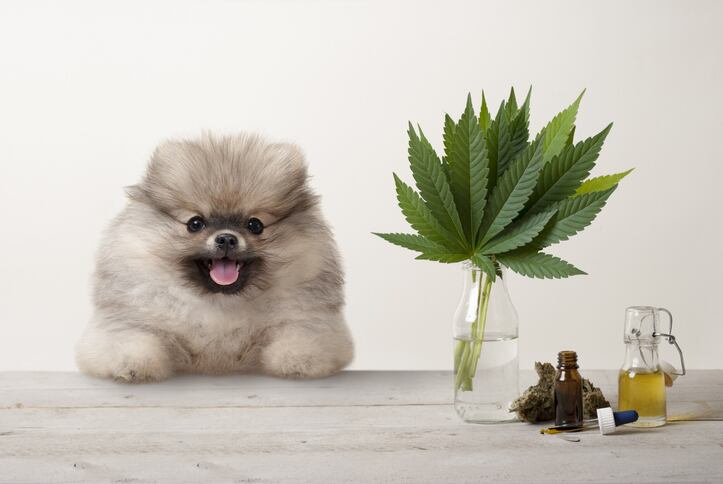 Pet supplements are hot end of already sizzling CBD market