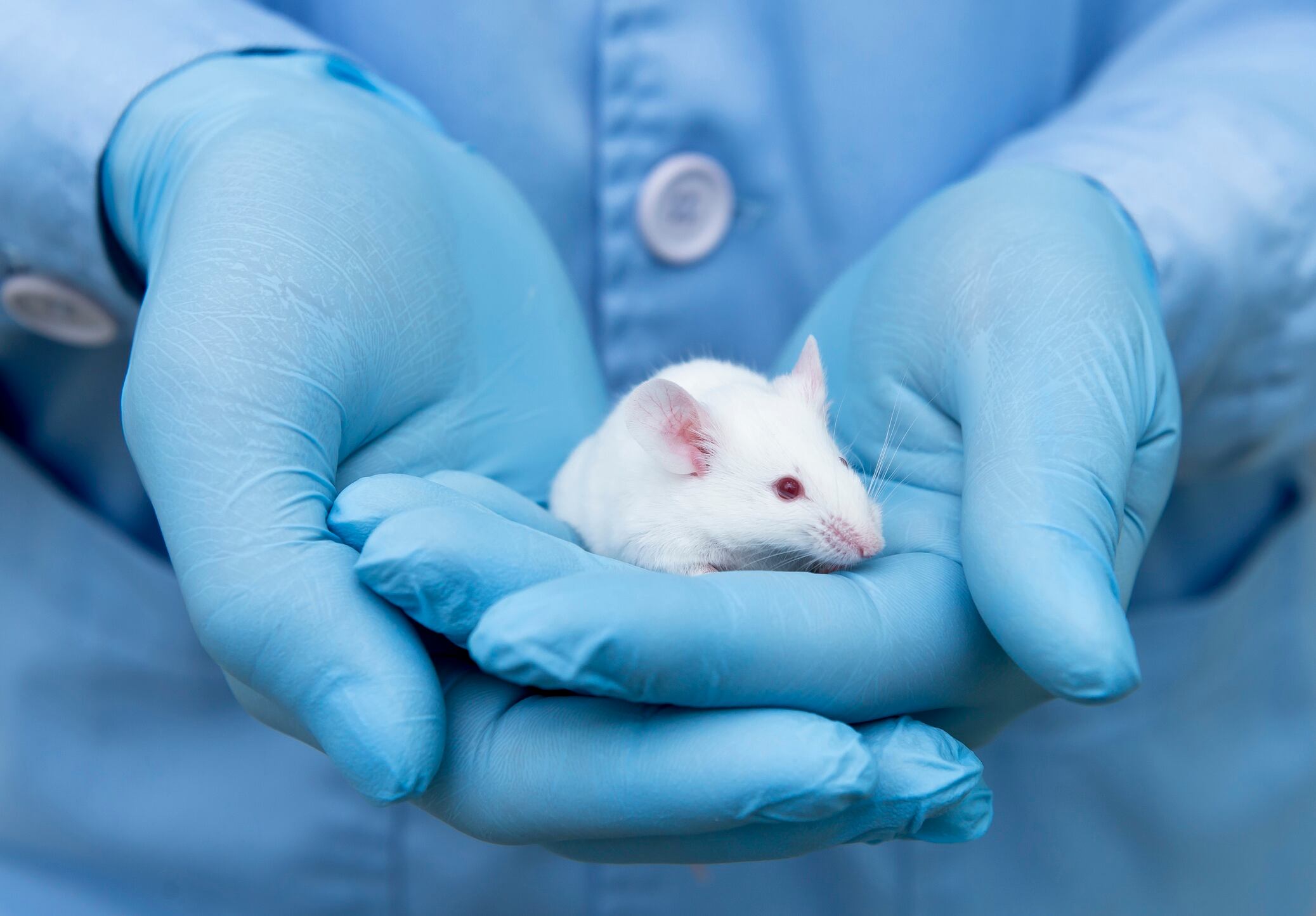 Various fat deposits in bodies of mice respond in very different ways to exercise, study finds