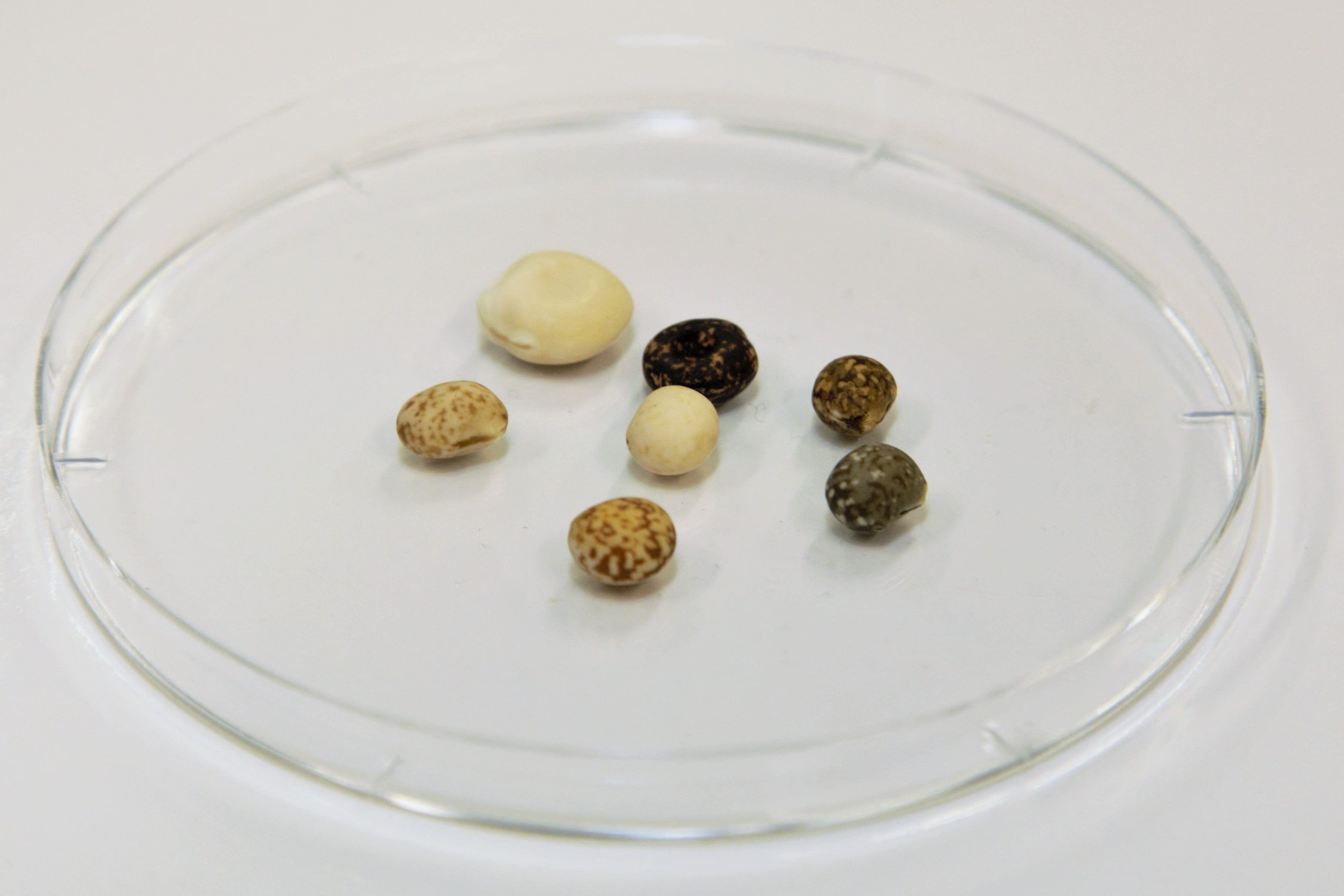 From feed to star ingredient? How Aussie researchers are striving to make lupins next high-value nutritional product
