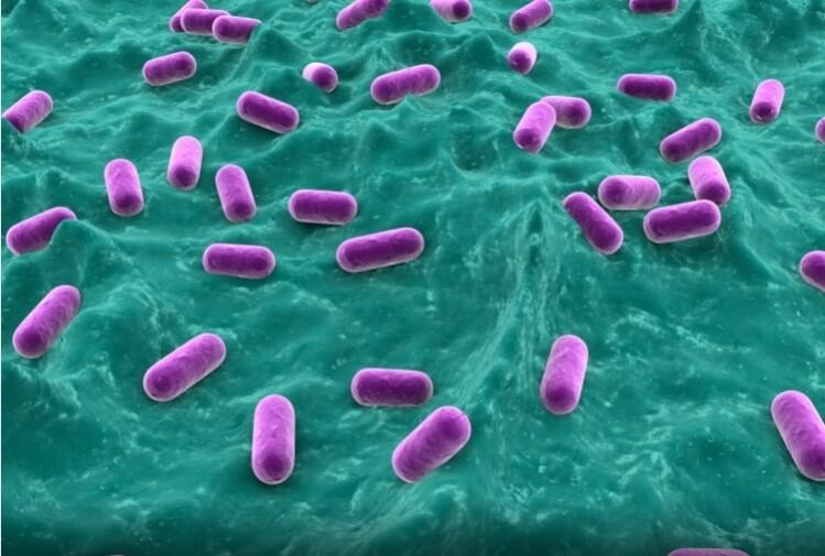 Lactobacilli-blend-may-reduce-Bacterial-Vaginosis-reoccurrence.jpg