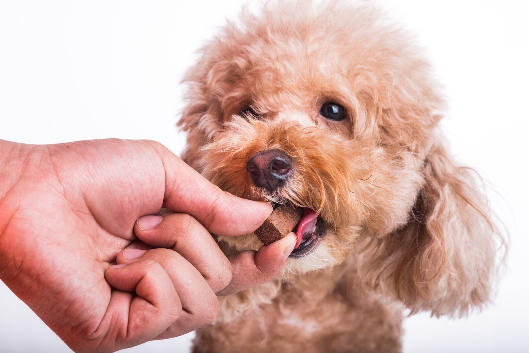 NASC and UNPA sign MOU to spur market for animal supplements in China