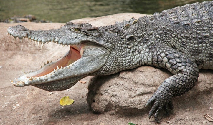 Make it snappy: Thai company expanding crocodile blood supplement for sports after trial findings
