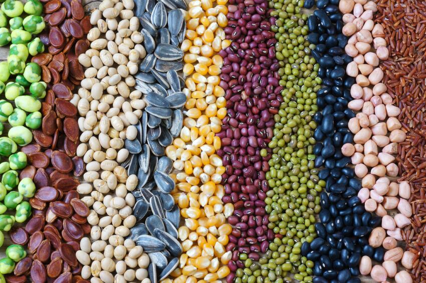 Millions risking nutritional deficiencies as CO2 levels rise