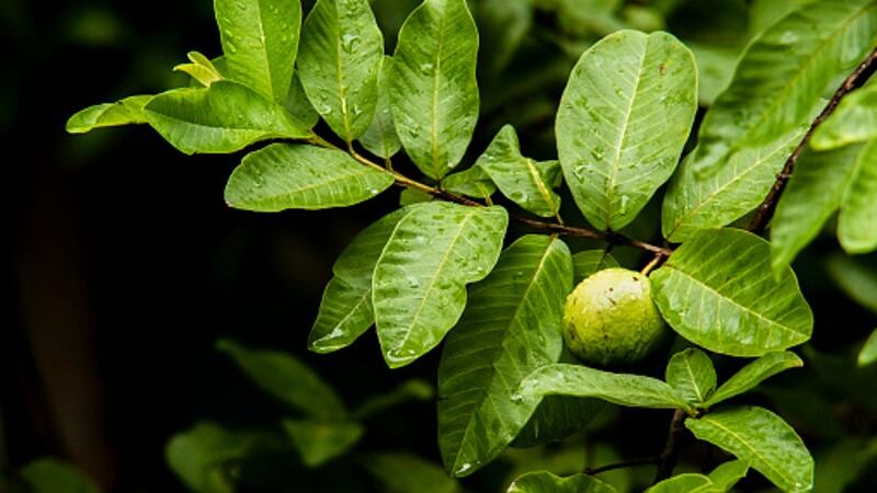Guava goodness: Taiwan’s Han-Sient taps patented extraction tech for guava leaves to target ASEAN diabetic and weight loss markets