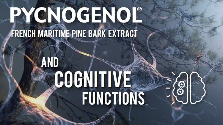 Pycnogenol-R-Supports-Cognitive-Function.jpg