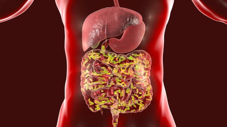 Rural versus urban microbiome: Village dwellers have healthier gut composition than those in city slums – India study