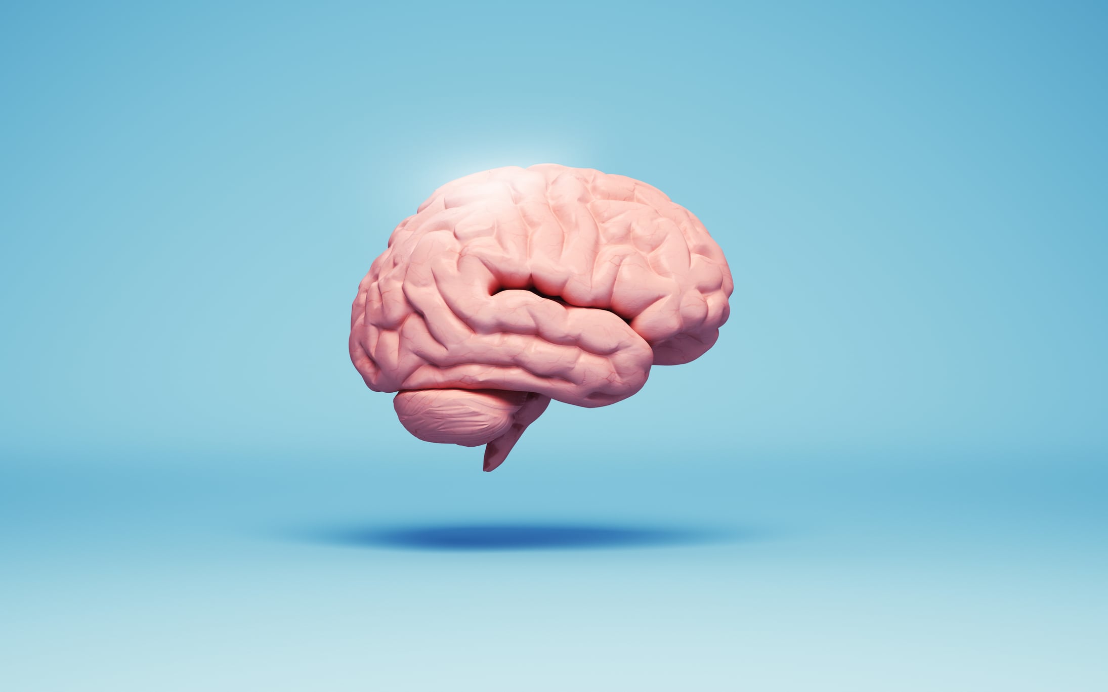 An illustration of the human brain.