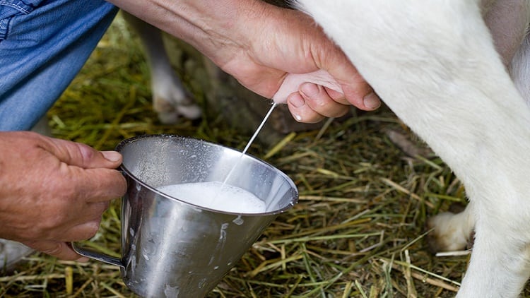 Balancing the microbiome: NZ high value nutrition funds research into cow’s milk protein for gut disorders 