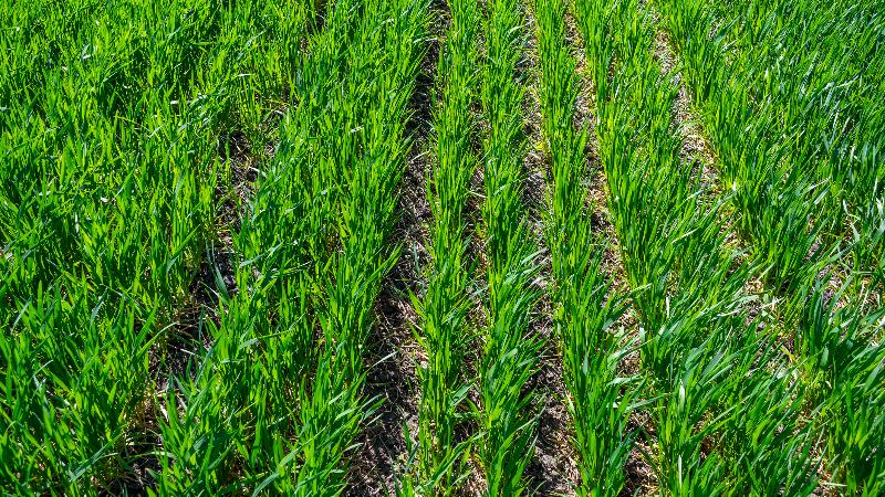 Amway-s-Nutrilite-banks-on-regenerative-agriculture-and-farming-partnerships-to-meet-ever-increasing-consumer-demand.jpg