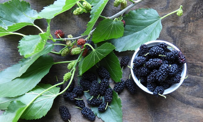 Mulberry leaf extract supplementation lowers post-breakfast glucose spike – Nestle-funded study