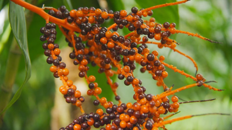 BGG-World-develops-Japan-patented-identification-method-of-saw-palmetto-to-counter-rampant-adulteration.jpg