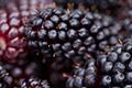 Boysenberry and apple: Potent fruit anthocyanins to support lung immunity and aid in airway tissue repair
