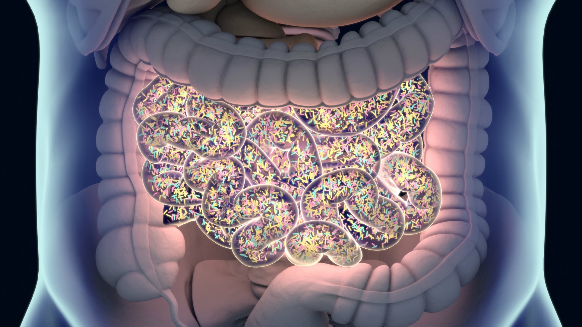 Lactobacillus strain displays anti-cholesterol gut health benefits: Korean mouse study