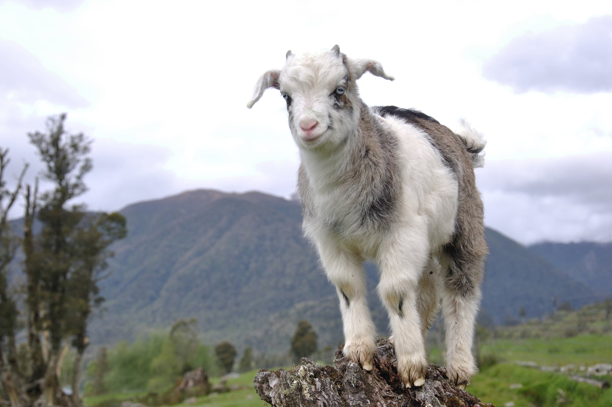 Formula for success? NZ channels USD$750,000 for goat milk healthy ageing research to boost exports