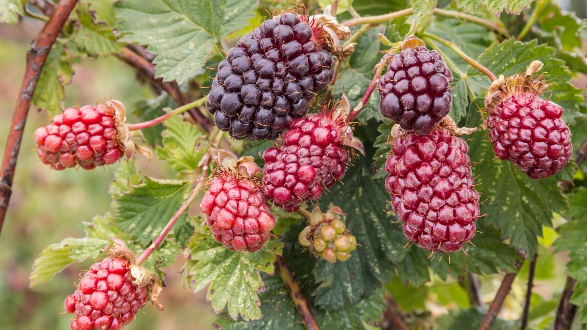 Boysenberry-useful-against-endothelial-dysfunction-in-both-mice-and-humans-Japanese-study.jpg
