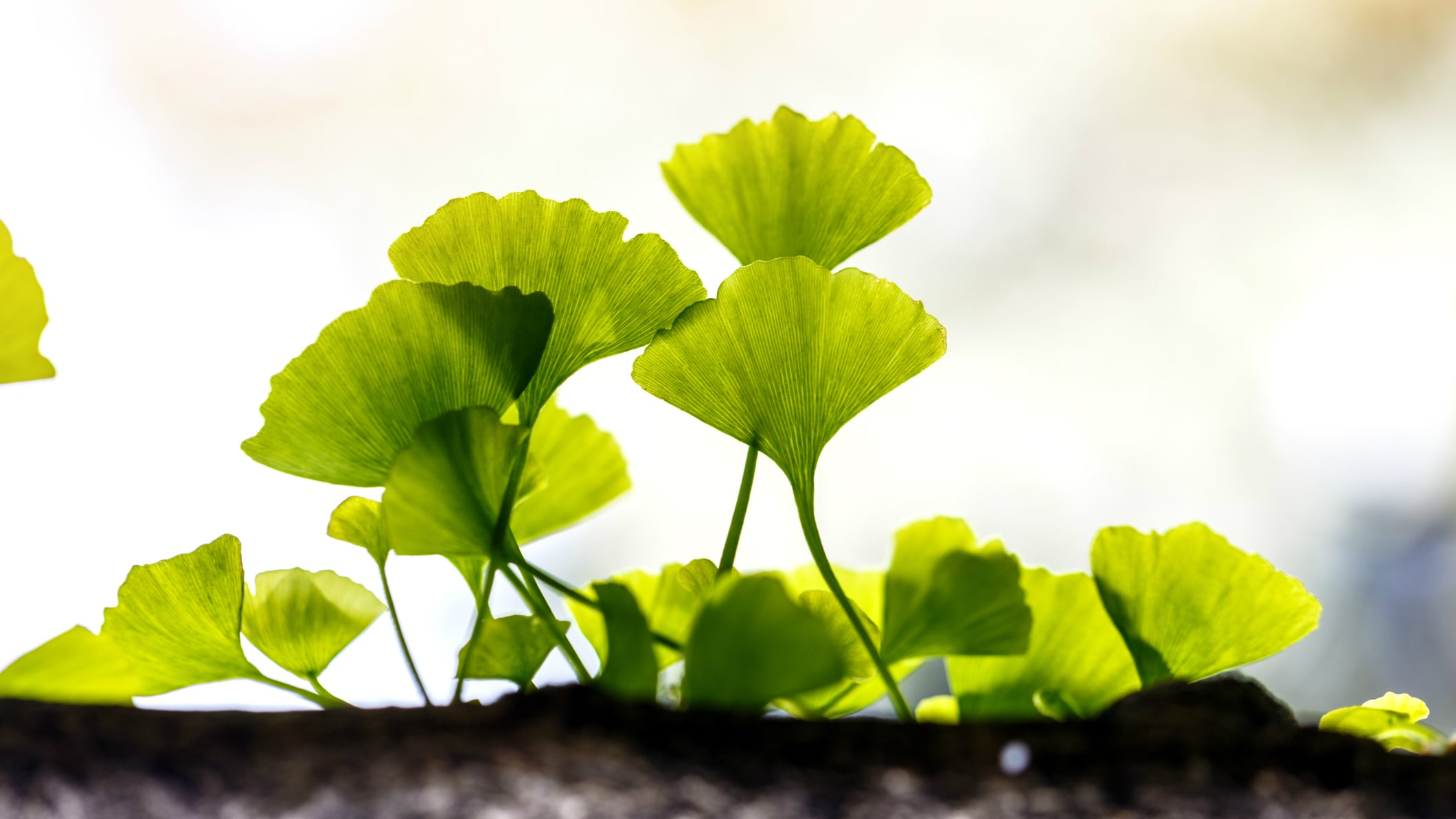 "More stick than carrot": Why stricter regulations are needed to stamp out adulteration