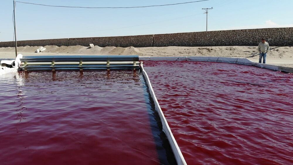 Chilean-astaxanthin-producer-eyes-big-potential-in-Asia-and-global-feed-markets.jpg