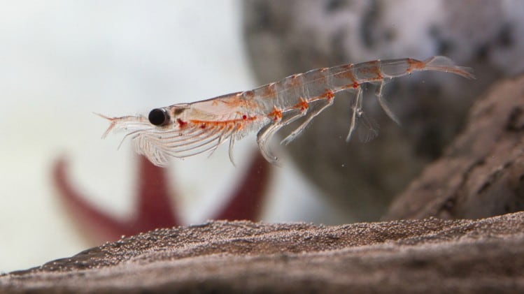 ‘Blue-hat’ certification boost for krill: Aker BioMarine expects China application results soon