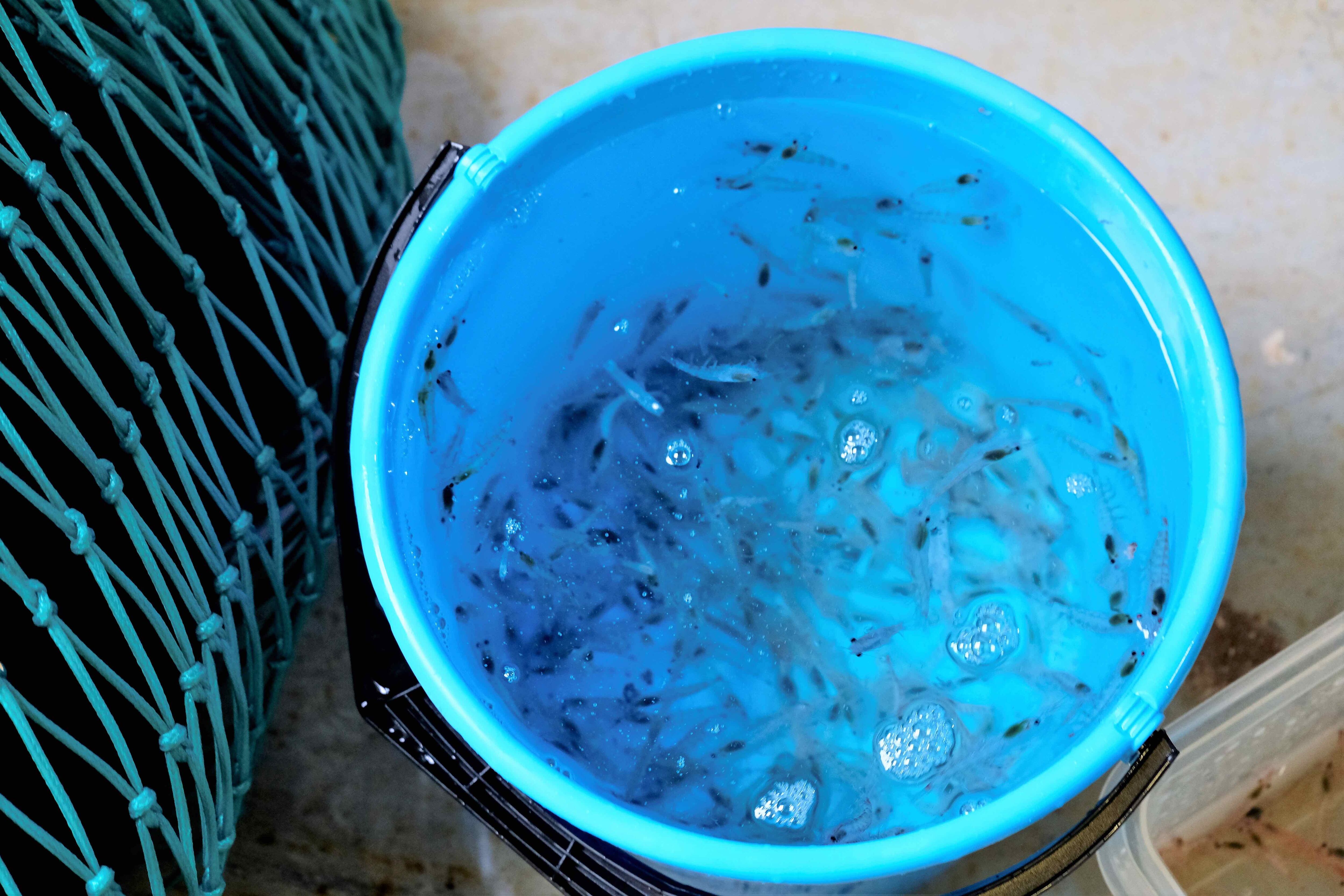 Aker-seeks-better-understanding-of-krill-oil-s-potential-in-lupus-research-partnership.jpg