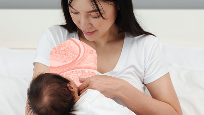 Human Milk Probiotic (HMP) strain for infant and maternal health supports lifelong wellness