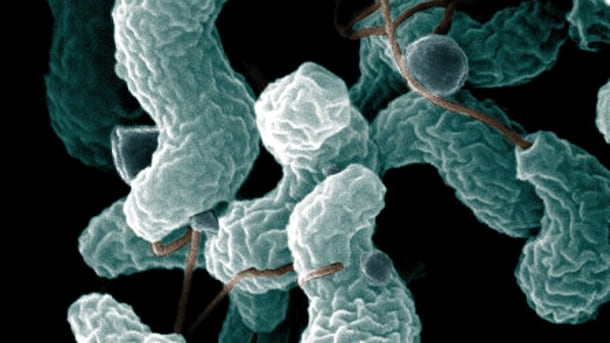 Campylobacter.jpg