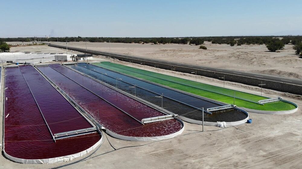 Atacama-astaxanthin-2.jpg