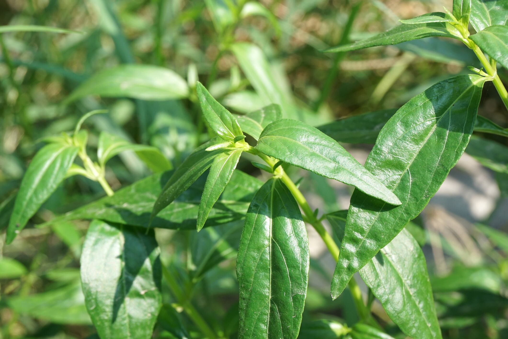 Andrographis-paniculate-C-Getty-Images-mansum008.jpg