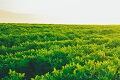 GlucosaGreen solves sustainability and vegan suitability for conventional joint-health ingredient