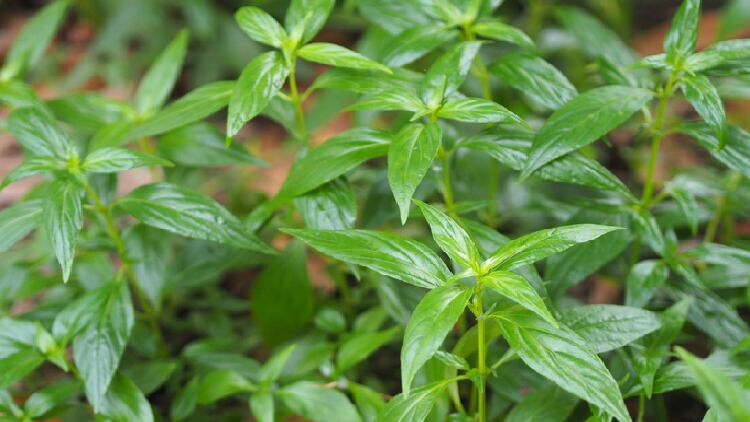 Thailand to drive exports of Andrographis, turmeric, black ginger to neighbouring SEA markets