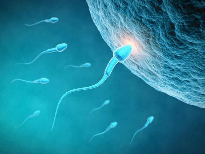 New studies uncover probiotics' influence on sperm quality, say researchers 
