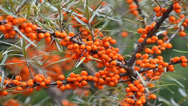 Tibetan goodness: US firm Puredia eyes Asia’s female nutrition market with sea buckthorn products