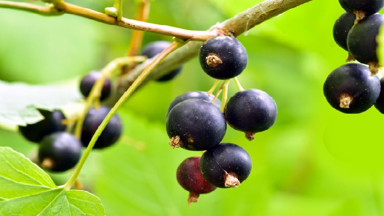 NZ-blackcurrant-supplement-raises-brain-health-compound-cGP-in-Parkinson-s-patients-28-day-trial.png