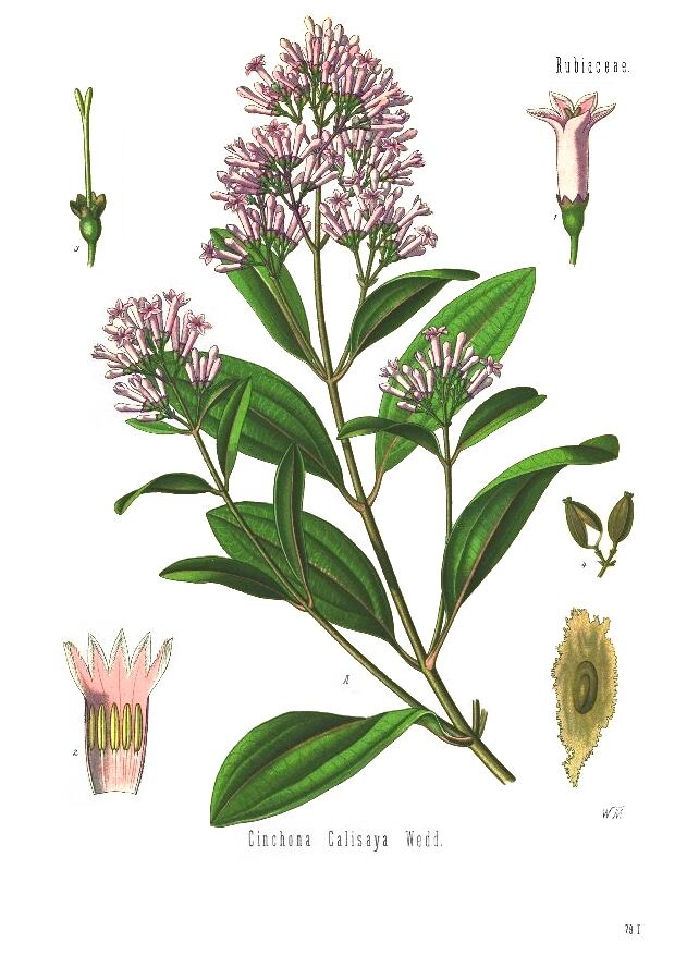 Cinchona_calisaya_-_Koehler-s_Medizinal-Pflanzen-179.jpg