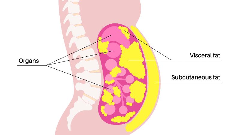 Lactobacillus sakei OK67 found to reduce visceral fat, but has no significant impact on body fat mass – study