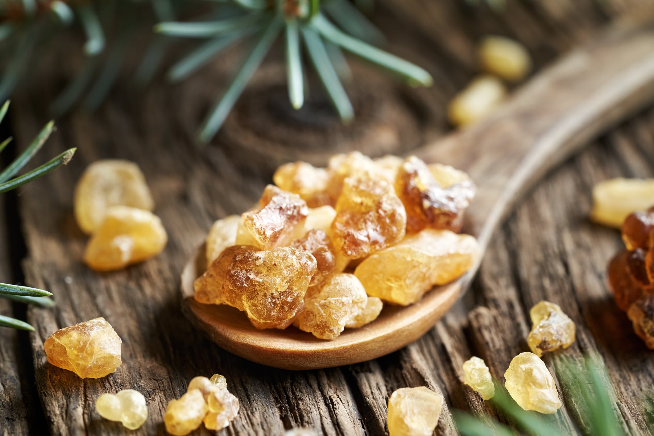 A picture showing Frankincense resin crystals on a wooden spoon. Boswellia is also known as Indian frankincense.